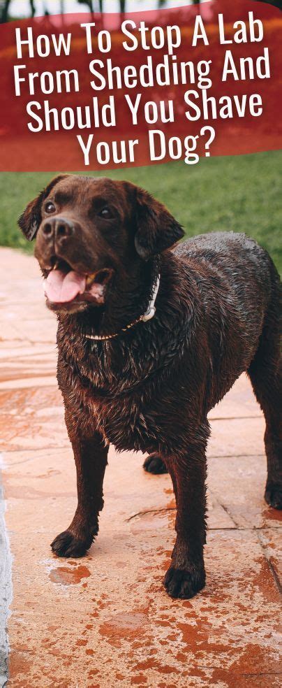 how to stop a lab from shedding